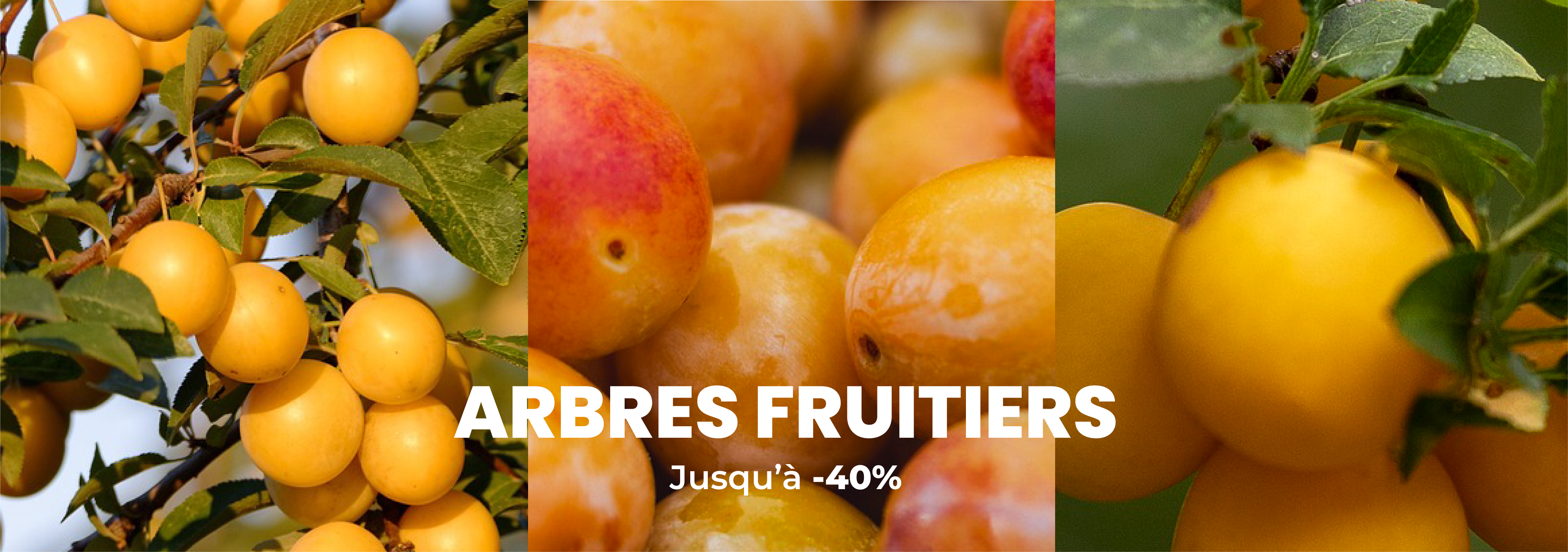 Pépinière en ligne : arbres fruitiers